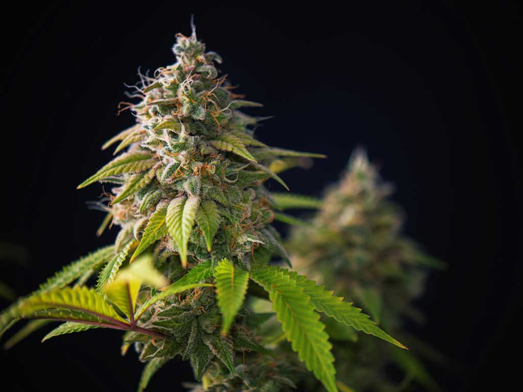 Florida's Medical Marijuana Licenses