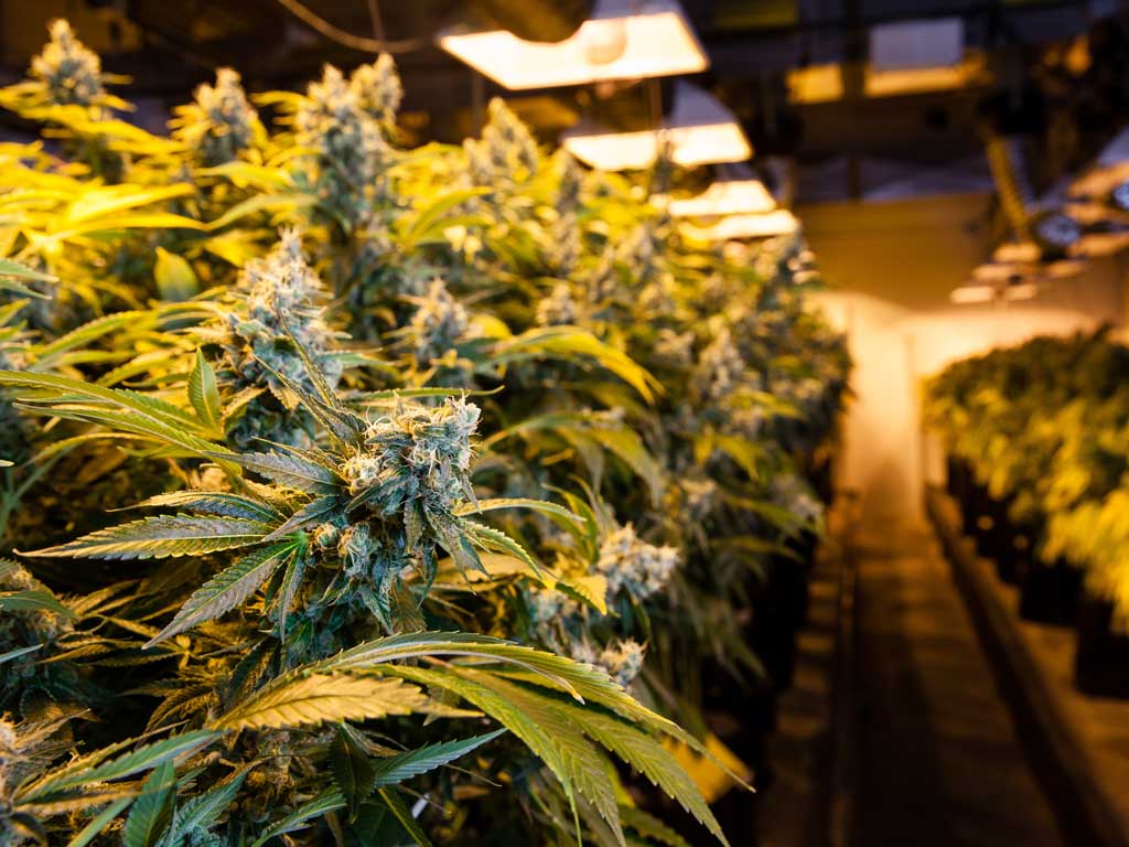 Oklahoma Enforces $50,000 Bond Requirement for Marijuana Growers